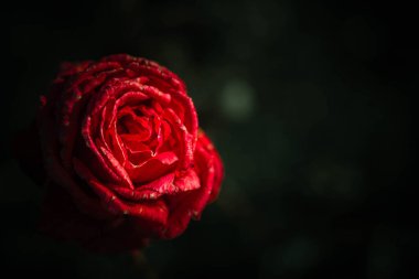 Vintage tarzında güzel gül; doğa arkaplanı