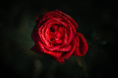 Vintage tarzında güzel gül; doğa arkaplanı