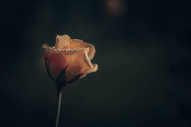 Vintage tarzında güzel gül; doğa arkaplanı