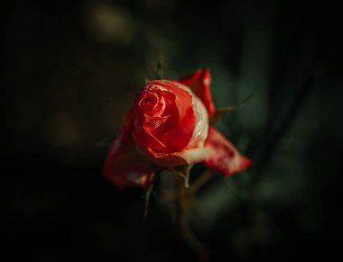 Vintage tarzında güzel gül; doğa arkaplanı