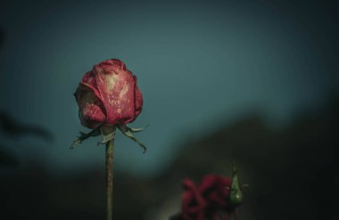 Vintage tarzında güzel gül; doğa arkaplanı