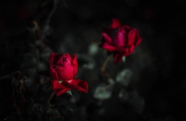 Vintage tarzında güzel gül; doğa arkaplanı