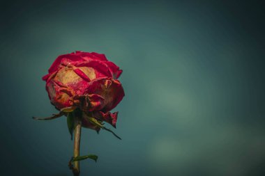 Vintage tarzında güzel gül; doğa arkaplanı