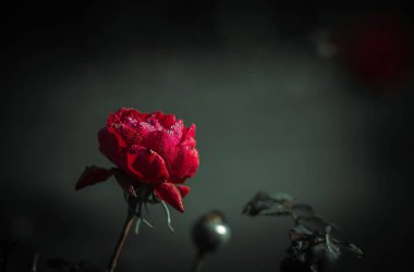 Vintage tarzında güzel gül; doğa arkaplanı