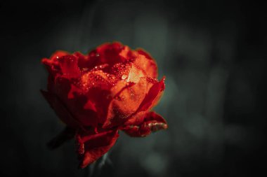 Vintage tarzında güzel gül; doğa arkaplanı