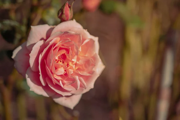 Beautiful Rose on Vintage style; nature background