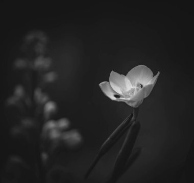 Ayrı Çiçek arkaplanı; siyah ve beyaz biçimi