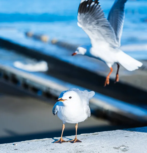 Die Nahaufnahme Der Möwe — Stockfoto