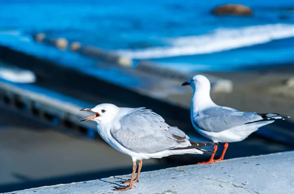 Die Nahaufnahme Der Möwe — Stockfoto