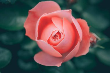 Vintage tarzında güzel gül; doğa arkaplanı