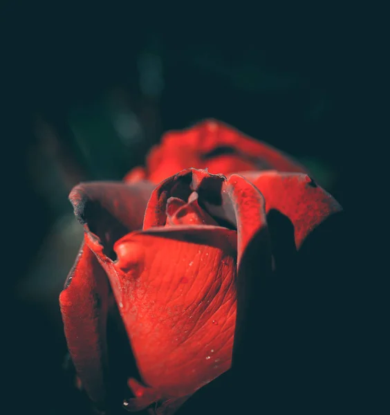 Роза Стиле Винтаж Природный Фон — стоковое фото
