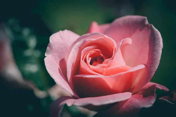 Rosa Bonita Estilo Vintage Fundo Natureza — Fotografia de Stock