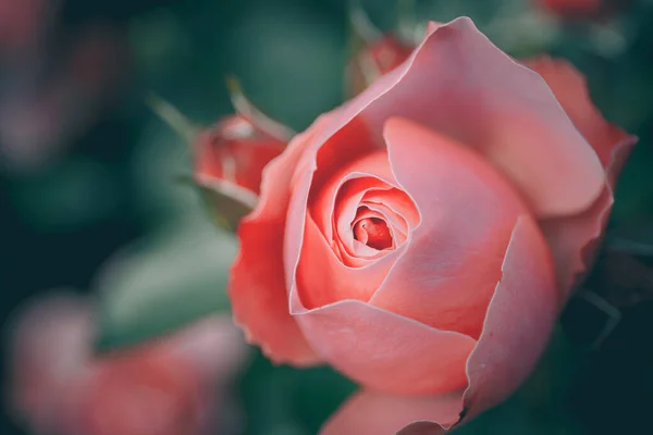 Rosa Bonita Estilo Vintage Fundo Natureza — Fotografia de Stock