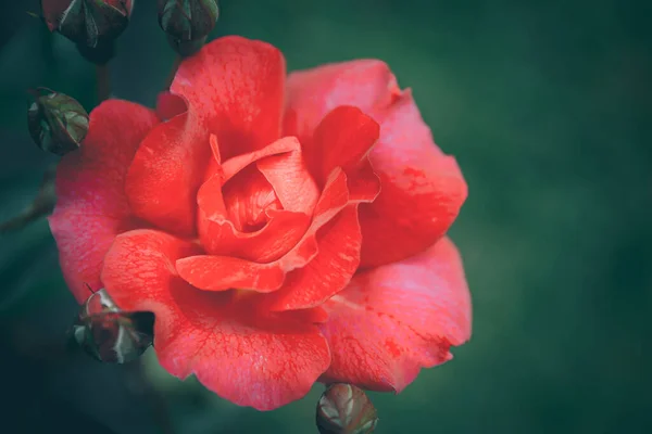 Роза Стиле Винтаж Природный Фон — стоковое фото