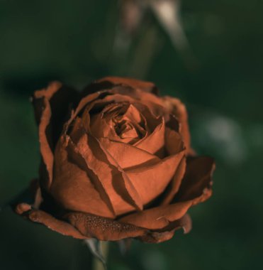 Eski tarz gül; doğa arkaplanı