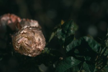 Eski tarz gül; doğa arkaplanı