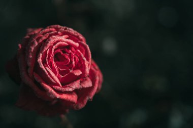 Eski tarz gül; doğa arkaplanı