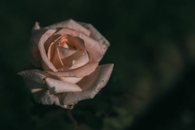 Eski tarz gül; doğa arkaplanı