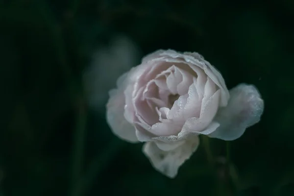 Роза Старовинному Стилі Фон Природи — стокове фото