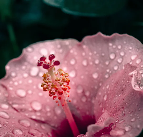 Flower Waterdrops Nature Background — Stock Photo, Image