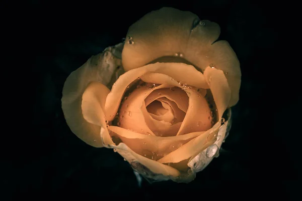 Hermosa Rosa Estilo Vintage Fondo Naturaleza — Foto de Stock