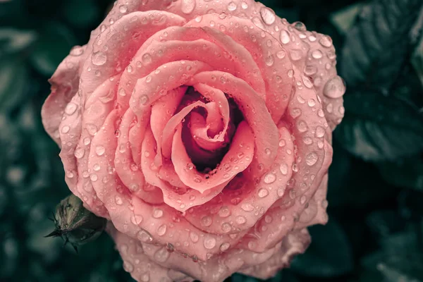 Цветок Водяными Каплями Природный Фон — стоковое фото