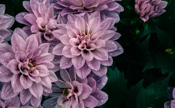 Flower Waterdrops Doğa Arkaplanı Telifsiz Stok Fotoğraflar