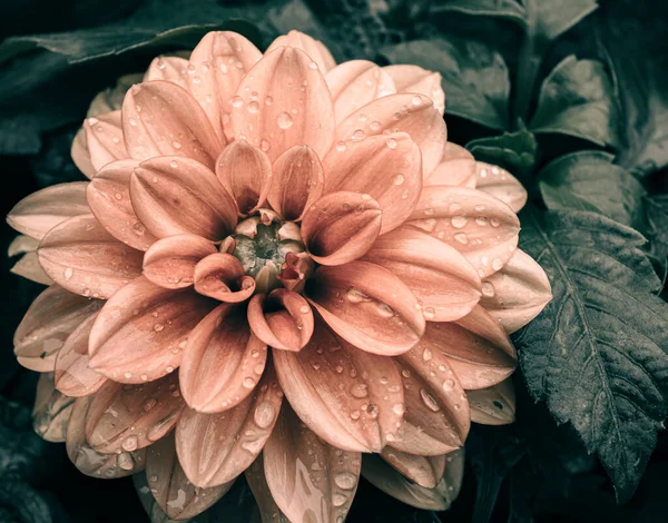 Flower Waterdrops Nature Background Stock Photo