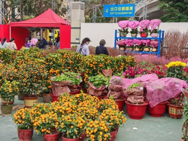 12 Şubat 2026 - Hong Kong, Çin: Causeway Körfezi 'ndeki Çin Yeni Yılı boyunca kasımpatı dolu canlı, hareketli bir teras kapları sahnesi.