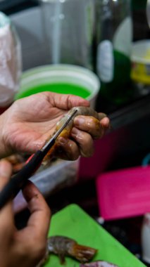 Temiz ve hijyen için taze karidesin derisini mutfak makası ile yüzüyor. Deniz ürünleri tarifi konsepti. Konuya seçici odak.