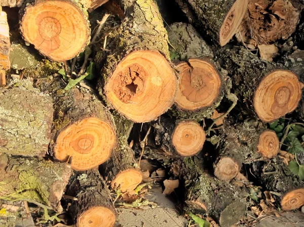 Masa de troncos de madera cortados con anillos de crecimiento —  Fotos de Stock