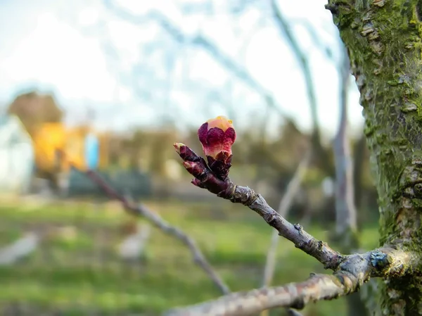 Καλλιέργεια φρέσκων μπουμπούνας σε κλαδί δέντρου με θολή φόντο — Φωτογραφία Αρχείου