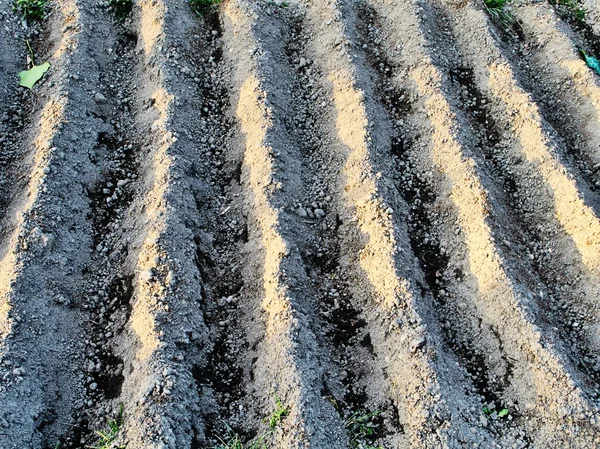 Земляные ряды подготовлены для плантации картофеля, природного фона — стоковое фото