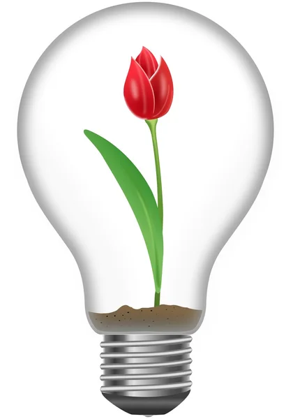 Red tulip in the light bulb — Stock Photo, Image