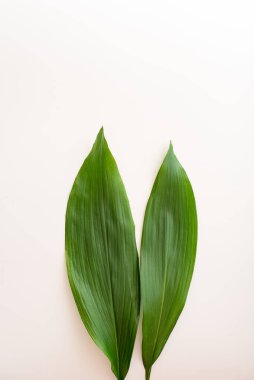 Beyaz arka planda yeşil, uzun aspidistra yaprakları. Paskalya konsepti - Paskalya tavşanı kulakları
