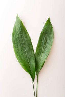 Beyaz arka planda yeşil, uzun aspidistra yaprakları. Paskalya konsepti - Paskalya tavşanı kulakları