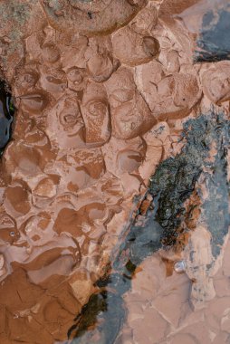 Katı kil üzerinde kabuklu deniz hayvanı kabuğu izleri. Zamanla sudaki bir kayaya dönüşmüş..