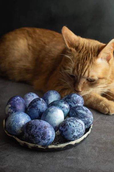 Huevos de Pascua pintados de azul con un tinte natural de arándanos yacen sobre un fondo oscuro junto a un gato doméstico de jengibre en la cocina. El proceso de preparación para la Pascua. —  Fotos de Stock
