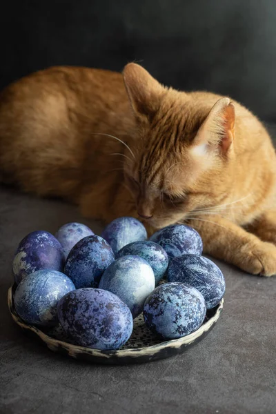 Un gato de jengibre se sienta en la mesa de la cocina junto a los huevos de Pascua pintados de azul. El concepto de prepararse para la Pascua en casa. —  Fotos de Stock