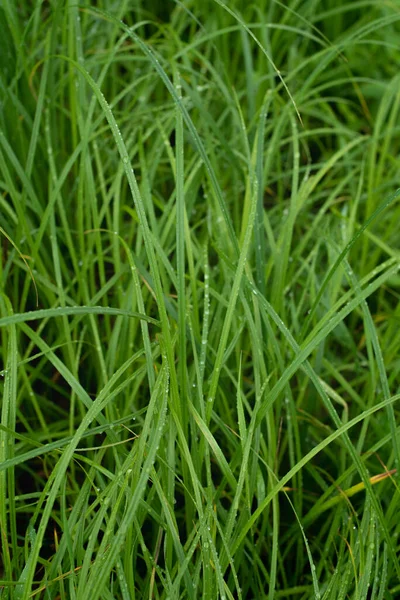 Мокра трава після дощу на темному тлі в похмурий день. копіювання простору . — стокове фото