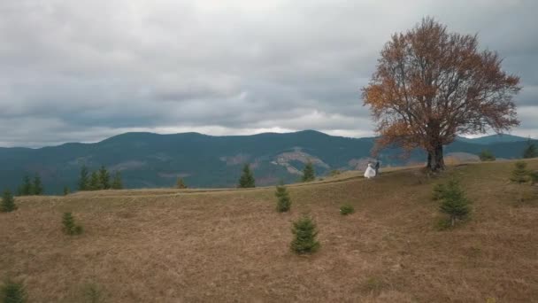 Aerial view of lovely young newlyweds bride groom walking on mountain slope, wedding couple family — Stock Video