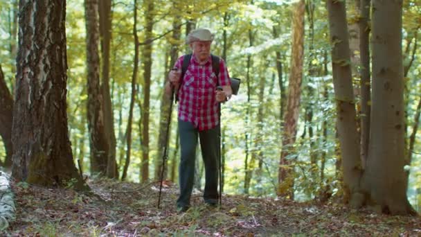Idős öreg kaukázusi turista túrázó nagyapa képzés Nordic walking with trekking pole in forest — Stock videók