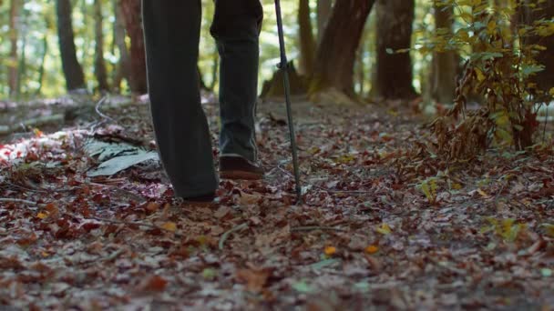 Hátsó kilátás idős kaukázusi nagypapa férfi turista séta az erdőben botokkal a napsütéses napon — Stock videók