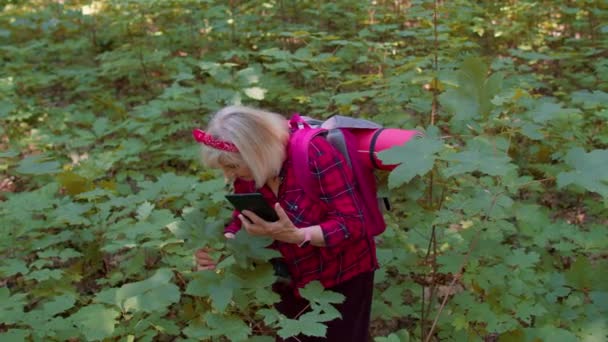 Anciana jubilada abuela aventurera explorando árboles forestales, plantas con su tableta digital — Vídeo de stock