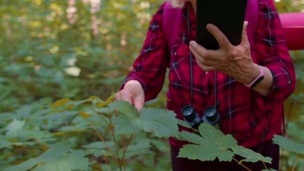 積極的な高齢者の祖母冒険家彼女のデジタルタブレットで森の木、植物を探索 — ストック動画