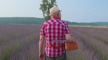 Büyükbaba çiftçi bitki bahçesindeki sepetten lavanta çiçeği topluyor.