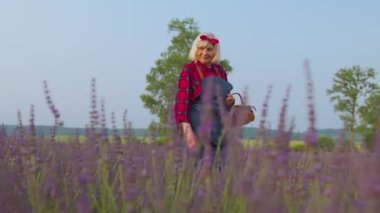 Yaşlı kadın çiftçi, yaz bitkileri bahçesinde lavanta çiçeği topluyor.