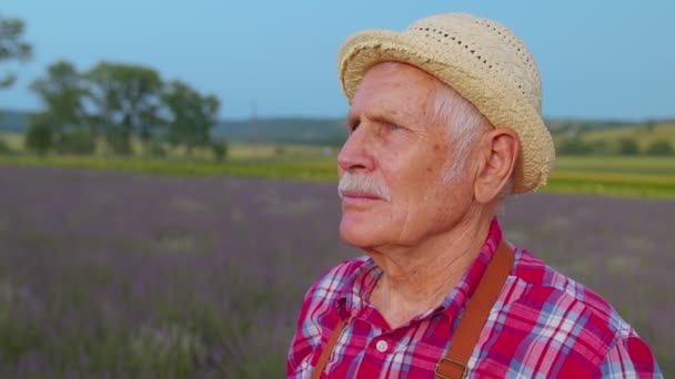 Portrait d'un fermier aîné grand-père homme dans un champ biologique cultivant des fleurs de lavande pourpre — Video