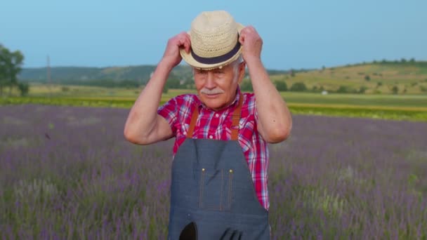 Senior farfar man bonde odlar lavendel i blommande blommor fält av lila lavendel blommor — Stockvideo