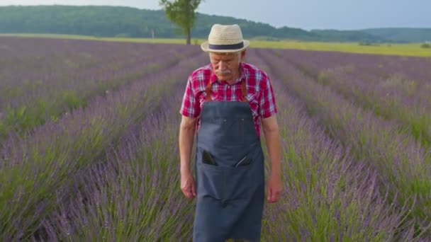 Senior nonno uomo coltivatore di lavanda in fiore campo di fiori viola lavanda — Video Stock